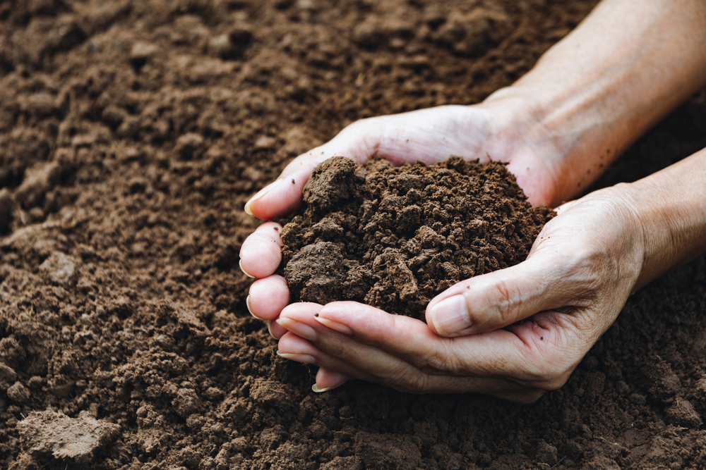 Hands holding soil