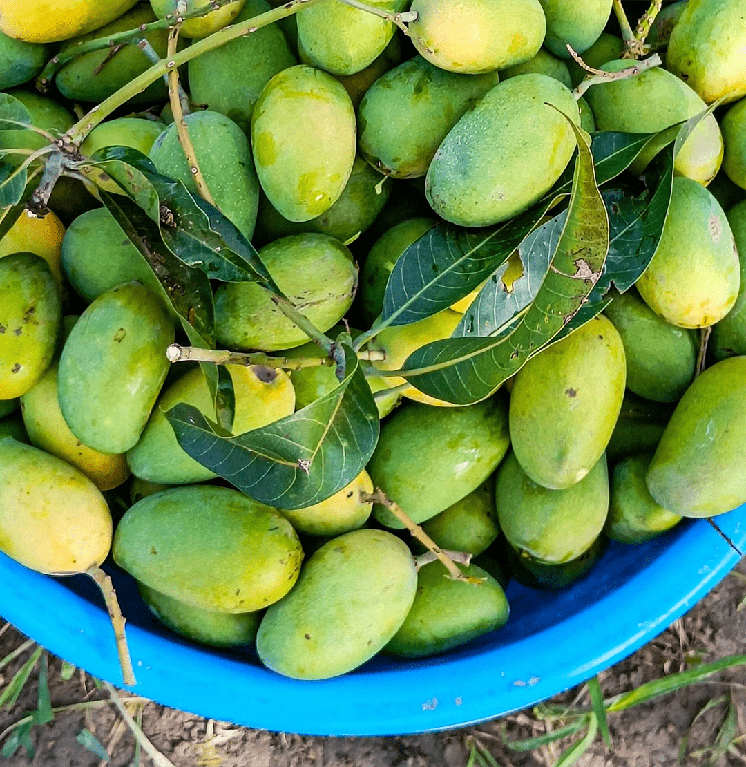 Fresh Desi Mango Main