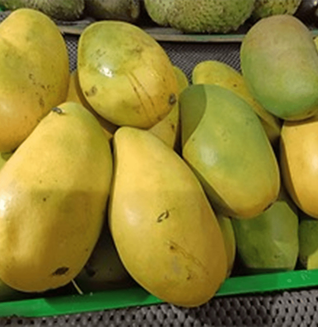 Fresh Dashehari Mango Main
