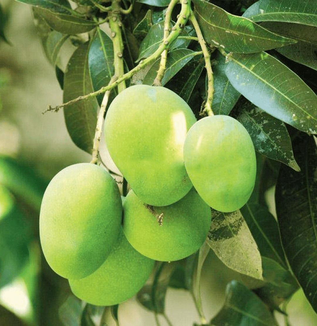 Fresh Langra Mango Main