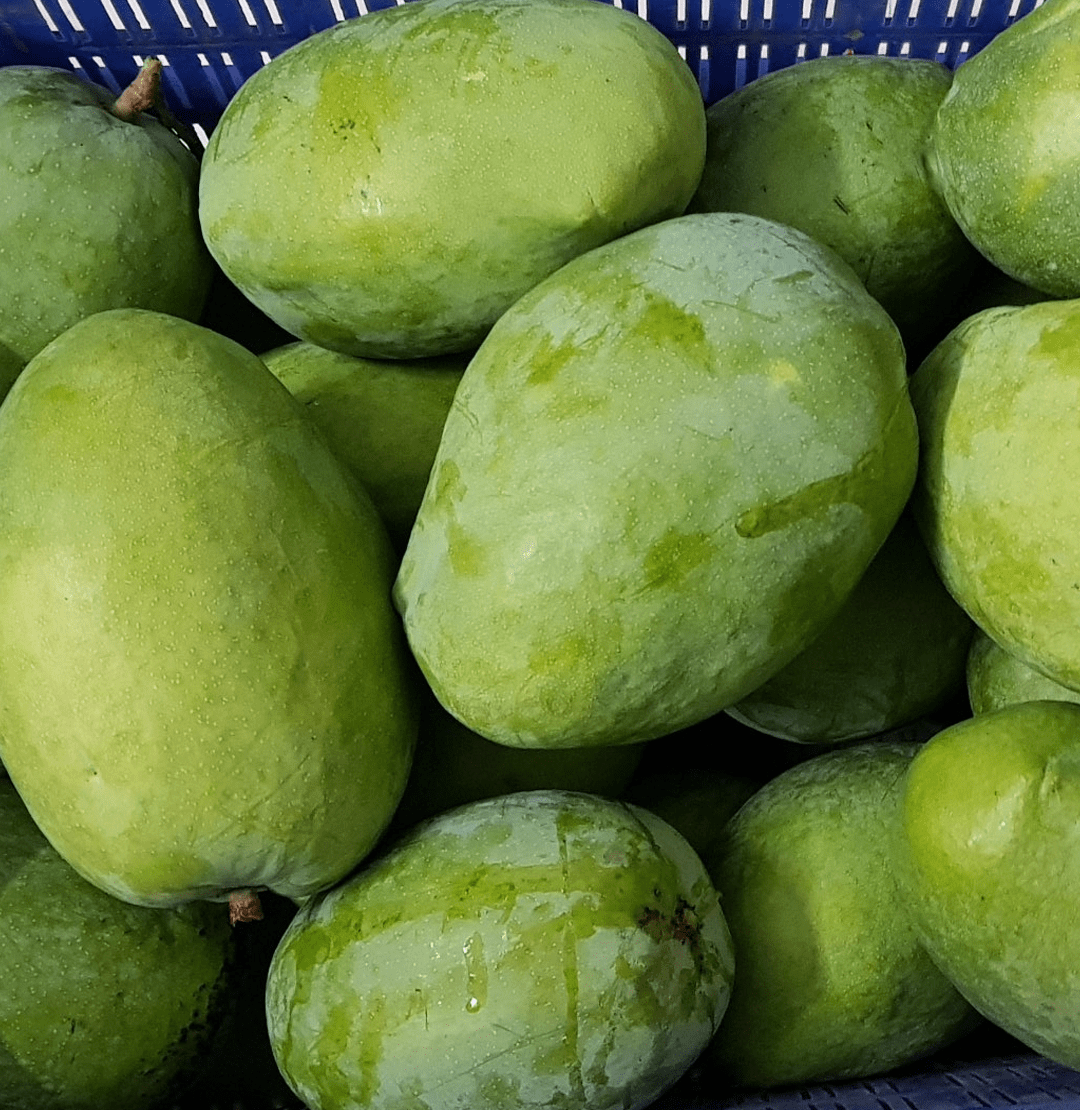 Fresh Green Rajapuri Mango