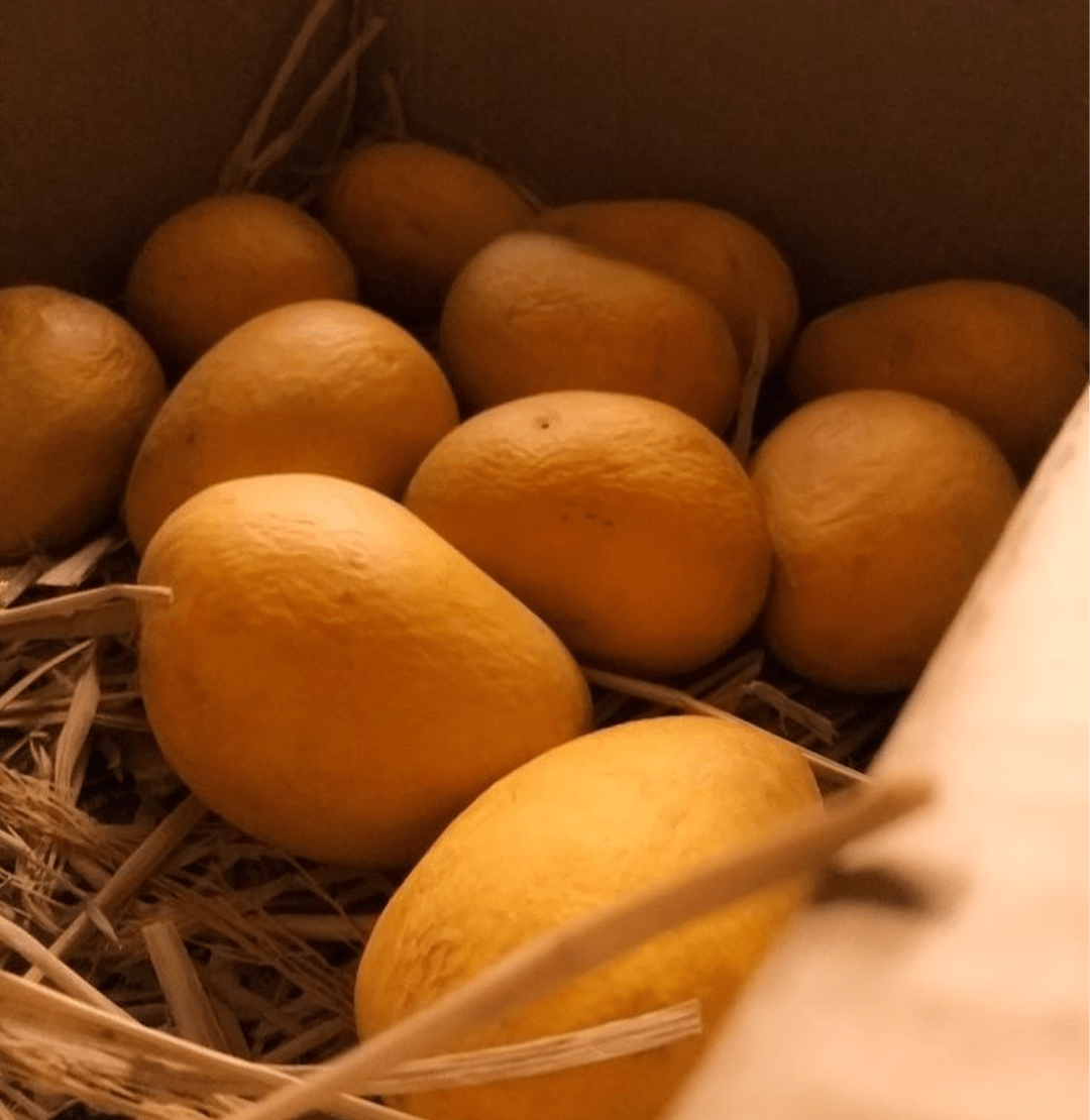 Fresh Alphonso Mango Main