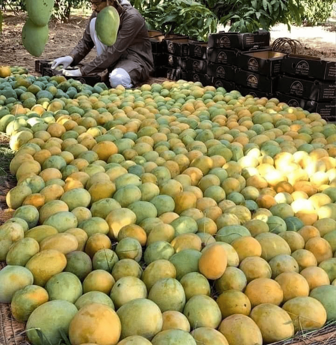 Fresh Kesar Mango Main