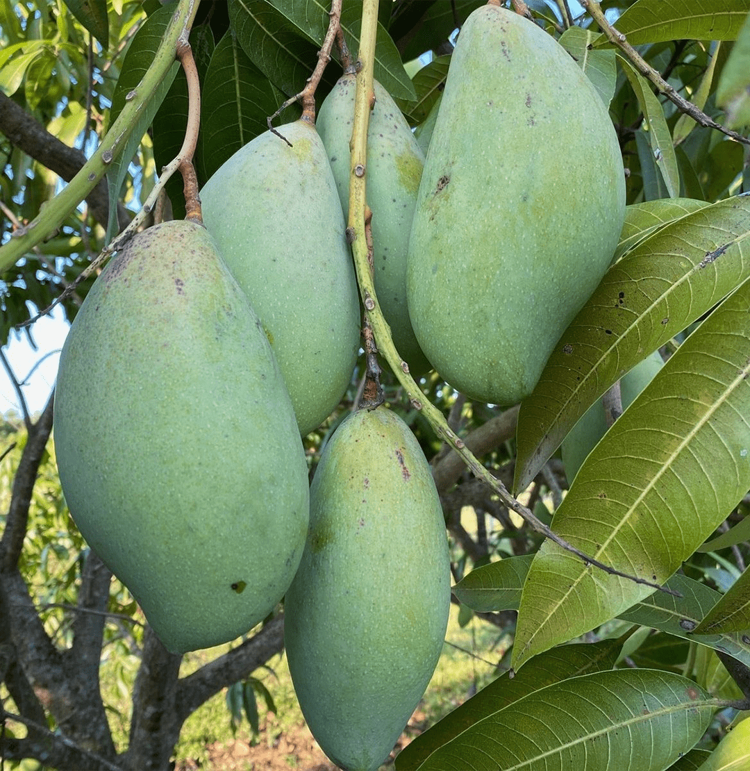 Fresh Totapuri Mango Main