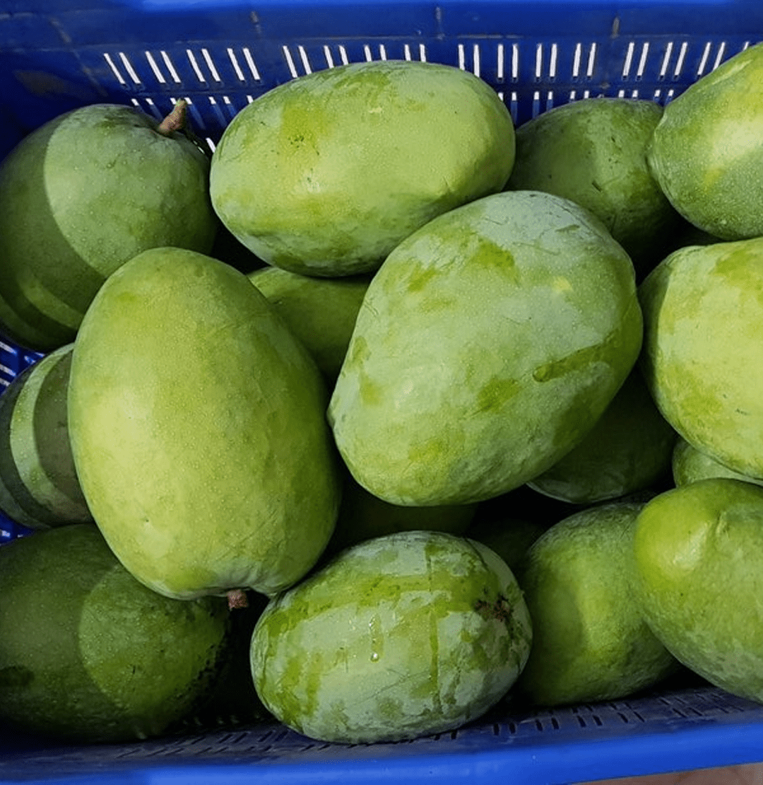Fresh Rajapuri Mango Main, rajapuri mango exporter