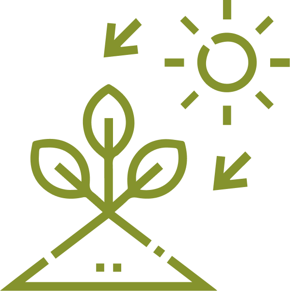 Carefully cleaned and sun-dried roots