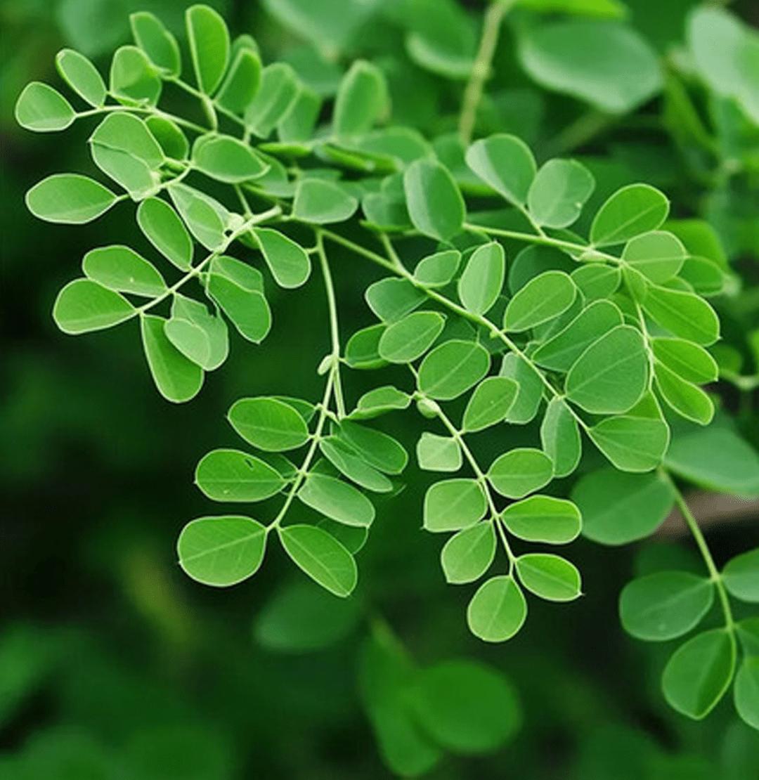 Moringa Leaves